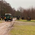 0_Sutton-Park-ponies-picture.jpg