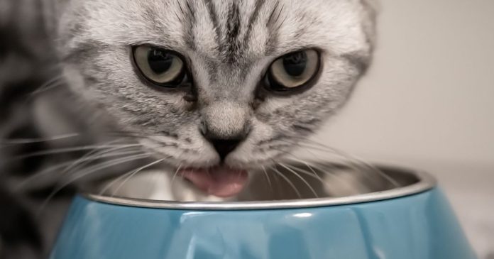 Purina under pressure to remove cat food from shelves
