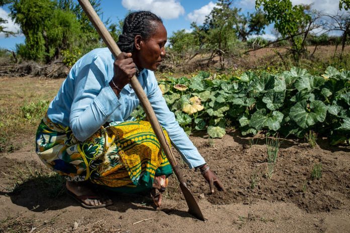 Food Security and Gender Equality: A synergistic understudied symphony - World

